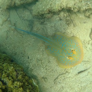 Manta de puntos azules