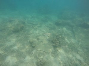 Tiburones de coral