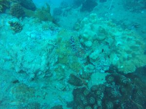 Nudibranquio