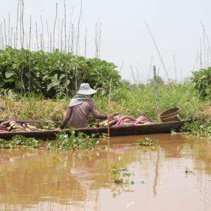 Los locales recogen desde el barco su cosecha plantada en el lago, como estas berenjenas