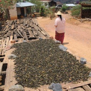 Muchas familias de la zona viven del té y lo secan al sol de esta manera