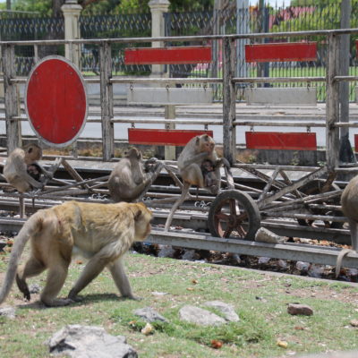 Alrededor del templo hay montones de monos, de todos los tamaños y con muchas crías