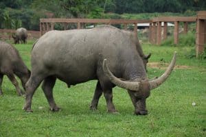 Búfalo