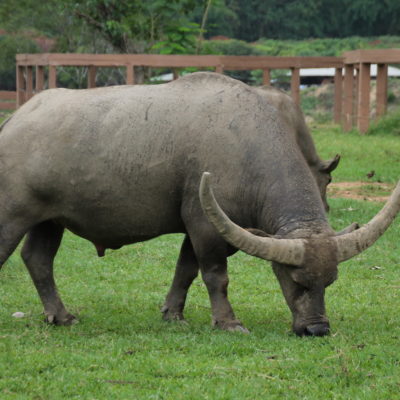 Además de elefantes se encargan también de otros animales, como este búfalo de agua con enormes cuernos