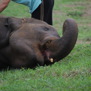 Este elefante pequeño está recibiendo un masaje y ¡parece que le gusta!