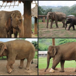 Tratan elefantes con todo tipo de daños: patas heridos a causa de minas terrestres, orejas cortadas, abcesos...