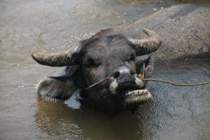 Búfalo de agua
