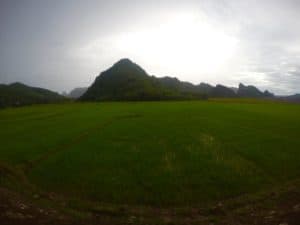 Campos de arroz