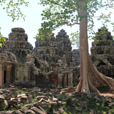 Incluso los árboles que no están enredados en los templos hacen de Angkor Wat un lugar aún más mágico