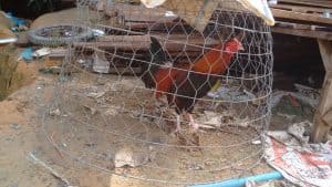 Gallos de pelea