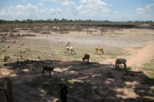 Vacas