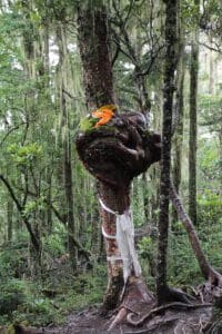 Nudo del árbol