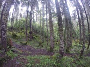 Bosque