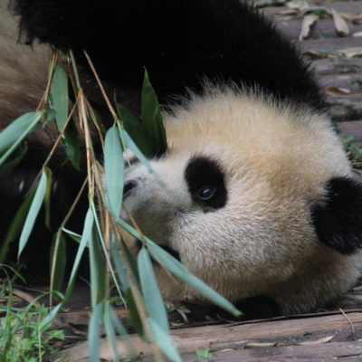 El oso panda es un animal muy vago que consume muy poca energia a lo largo de su vida