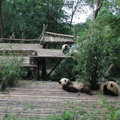 Estuvimos un buen rato observando cómo este grupo de osos panda comían tumbados panza arriba