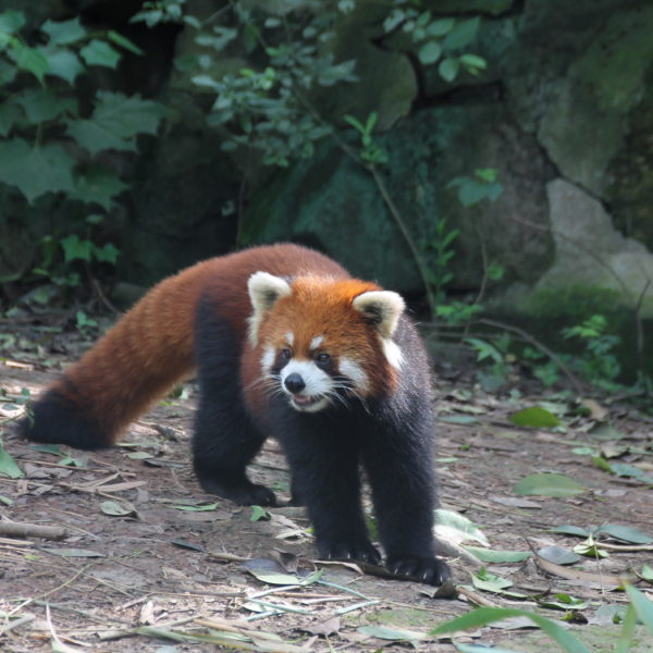 Y la sorpresa de la visita resultó ser el panda rojo, un animal que no sabíamos ni que existía