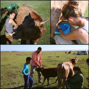 Ordeñar vacas fue la siguiente tarea de "Amaia en la granja"